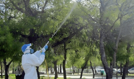 Ξεκίνησαν οι απαραίτητοι ψεκασμοί στα πεύκα της πόλης μας για την αντιμετώπιση της κάμπιας