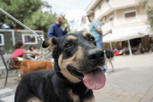 Η εκδήλωση, που διεξήχθη το Σάββατο 4 Οκτωβρίου 2025 στην πλατεία του κέντρου, αποσκοπούσε πρωτίστως στο να εξασφαλίσει στα αδέσποτα κατοικίδια μια νέα αρχή. Ο σκοπός ήταν να βρουν μια ζωή γεμάτη στοργή και προστασία.