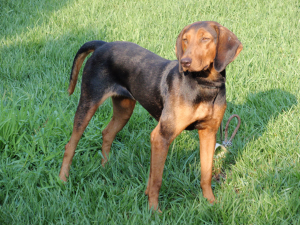 «Οι αμιγώς Ελληνικές φυλές σκύλων» Μια Άγνωστη Κληρονομιά