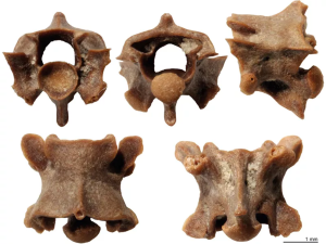 Ανακάλυψη Νέου Προϊστορικού Φιδιού από Έλληνα Παλαιοντολόγο