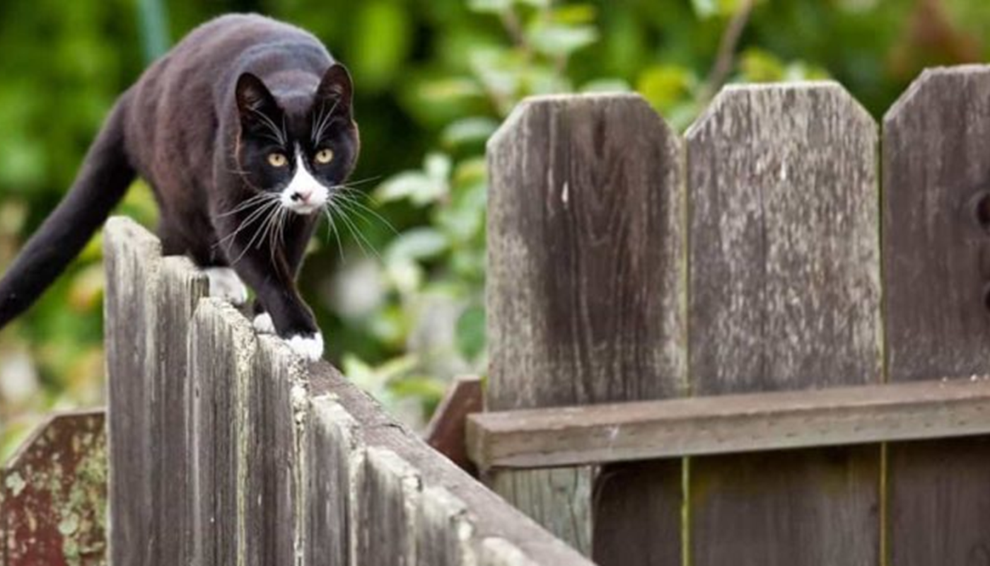 «Το προσδόκιμο ζωής των γατών» Αδέσποτες έναντι δεσποζόμενων