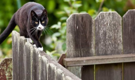 «Το προσδόκιμο ζωής των γατών» Αδέσποτες έναντι δεσποζόμενων