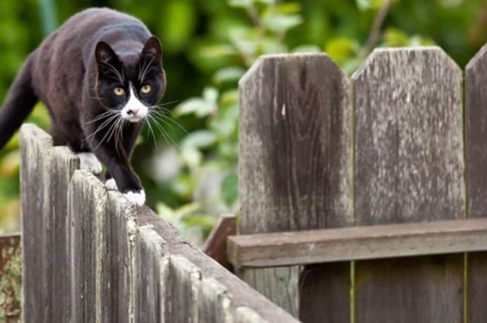 «Το προσδόκιμο ζωής των γατών» Αδέσποτες έναντι δεσποζόμενων