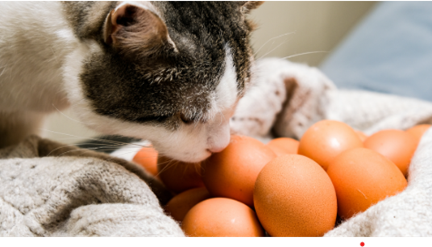 «Η Γάτα και το Αυγό» Πώς να το Προσφέρουμε με Ασφάλεια