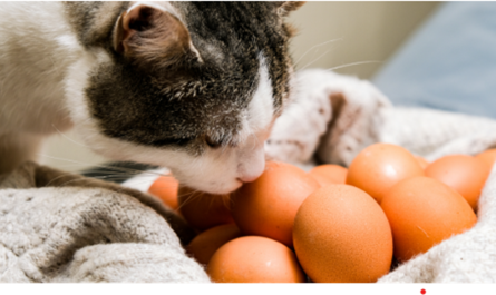 «Η Γάτα και το Αυγό» Πώς να το Προσφέρουμε με Ασφάλεια