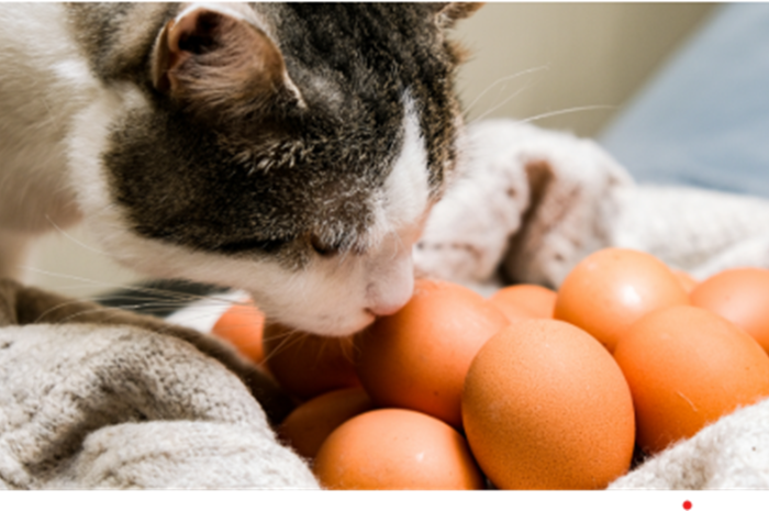 «Η Γάτα και το Αυγό» Πώς να το Προσφέρουμε με Ασφάλεια