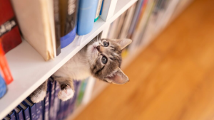 «Το προσδόκιμο ζωής των γατών» Αδέσποτες έναντι δεσποζόμενων