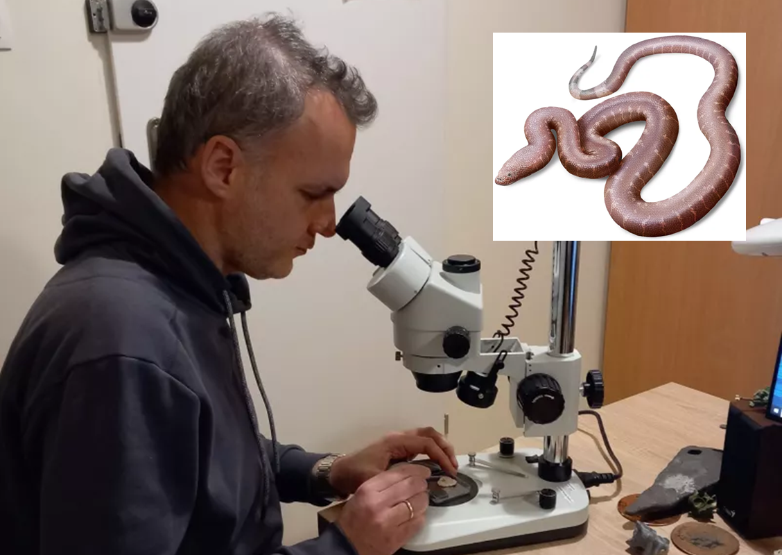 Ανακάλυψη Νέου Προϊστορικού Φιδιού από Έλληνα Παλαιοντολόγο