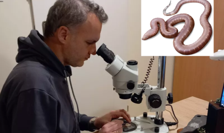 Ανακάλυψη Νέου Προϊστορικού Φιδιού από Έλληνα Παλαιοντολόγο