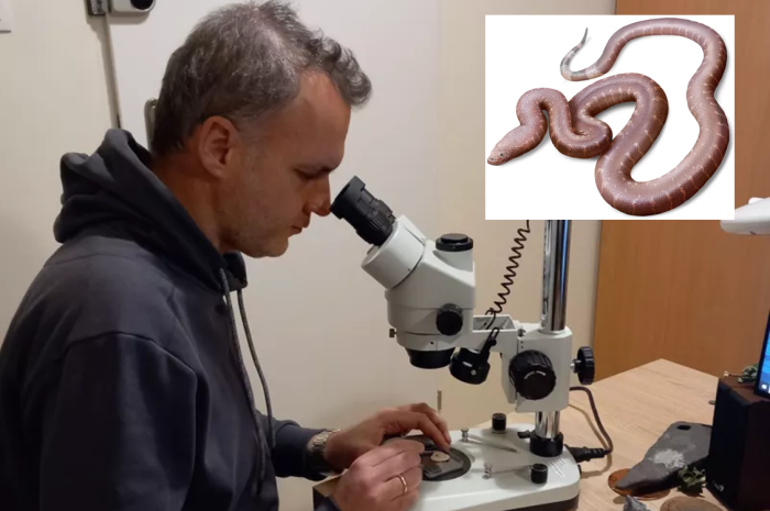Ανακάλυψη Νέου Προϊστορικού Φιδιού από Έλληνα Παλαιοντολόγο