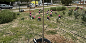 Η υπηρεσία πρασίνου του Δήμου με την εποπτεία του Δημάρχου πραγματοποίησε δράση φυτέματος στην πλατεία Φιλικής Εταιρείας, στο Πάνω Ψαλίδι