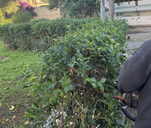 Νέο Ηράκλειο: Φροντίδα και αναβάθμιση του πάρκου στην Οδό Σωκράτους Νέο Ηράκλειο: Φροντίδα και αναβάθμιση του πάρκου στην Οδό Σωκράτους