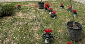 Η υπηρεσία πρασίνου του Δήμου με την εποπτεία του Δημάρχου πραγματοποίησε δράση φυτέματος στην πλατεία Φιλικής Εταιρείας, στο Πάνω Ψαλίδι