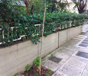 Ηράκλειο Αττικής: Συνεχίζουν οι παρεμβάσεις για περισσότερο πράσινο στην πόλη Ηράκλειο Αττικής: Συνεχίζουν οι παρεμβάσεις για περισσότερο πράσινο στην πόλη
