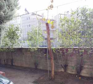 Ηράκλειο Αττικής: Συνεχίζουν οι παρεμβάσεις για περισσότερο πράσινο στην πόλη Ηράκλειο Αττικής: Συνεχίζουν οι παρεμβάσεις για περισσότερο πράσινο στην πόλη