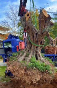 Κηφισιά: Δύο μεγάλες ελιές από τις απαλλοτριώσεις του σιδηροδρομικού έργου της ΕΡΓΟΣΕ στο Άλσος Κηφισιάς