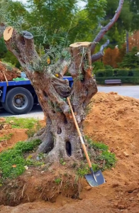 Κηφισιά: Δύο μεγάλες ελιές από τις απαλλοτριώσεις του σιδηροδρομικού έργου της ΕΡΓΟΣΕ στο Άλσος Κηφισιάς