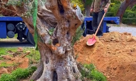 Κηφισιά: Δύο μεγάλες ελιές από τις απαλλοτριώσεις του σιδηροδρομικού έργου της ΕΡΓΟΣΕ στο Άλσος Κηφισιάς