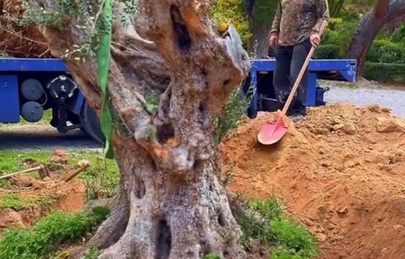 Κηφισιά: Δύο μεγάλες ελιές από τις απαλλοτριώσεις του σιδηροδρομικού έργου της ΕΡΓΟΣΕ στο Άλσος Κηφισιάς