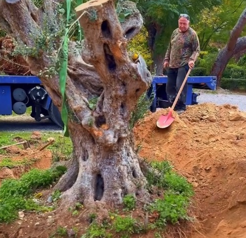 Κηφισιά: Δύο μεγάλες ελιές από τις απαλλοτριώσεις του σιδηροδρομικού έργου της ΕΡΓΟΣΕ στο Άλσος Κηφισιάς