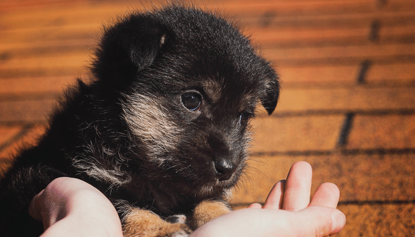 Γιορτή Υιοθεσίας Αδέσποτων Ζώων από τον Δήμο Κηφισιάς