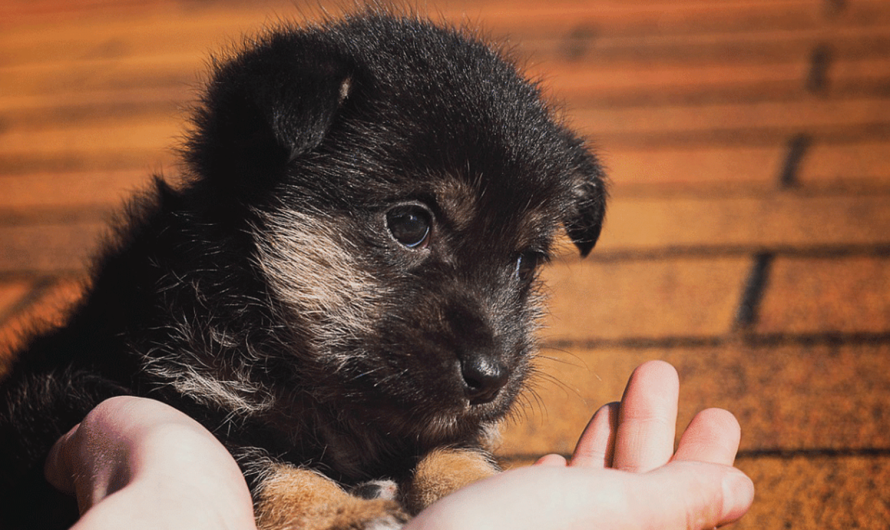 Κηφισιά: Γιορτή υιοθεσίας αδέσποτων ζώων