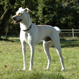 «Οι αμιγώς Ελληνικές φυλές σκύλων» Μια Άγνωστη Κληρονομιά