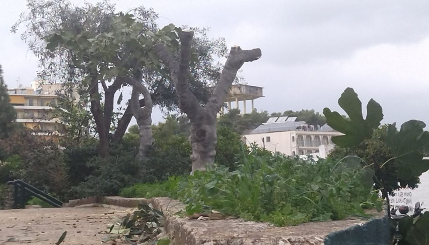 «Ανακοίνωση» Δεν επιτρέπεται καμία επέμβαση από ιδιώτες στα δένδρα που βρίσκονται σε κοινόχρηστους χώρους