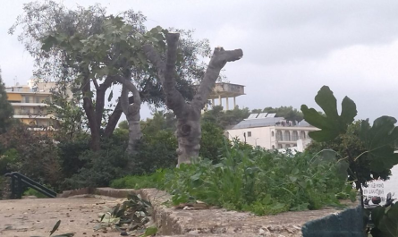 «Ανακοίνωση» Δεν επιτρέπεται καμία επέμβαση από ιδιώτες στα δένδρα που βρίσκονται σε κοινόχρηστους χώρους