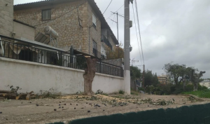 «Ανακοίνωση» Δεν επιτρέπεται καμία επέμβαση από ιδιώτες στα δένδρα που βρίσκονται σε κοινόχρηστους χώρους