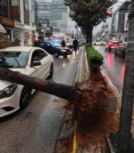 Νέα Ιωνία: «Κακοκαιρία  Adel» δέντρο έπεσε επάνω σε διερχόμενο αυτοκίνητο στην Λ. Ηρακλείου