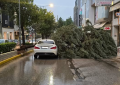 Νέα Ιωνία: «Κακοκαιρία  Adel» δέντρο έπεσε επάνω σε διερχόμενο αυτοκίνητο στην Λ. Ηρακλείου