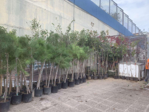 Ηράκλειο Αττικής: Πρωτοβουλία Ενίσχυσης του Αστικού Πρασίνου Ηράκλειο Αττικής: Πρωτοβουλία Ενίσχυσης του Αστικού Πρασίνου