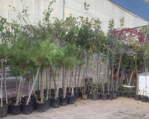 Ηράκλειο Αττικής: Πρωτοβουλία Ενίσχυσης του Αστικού Πρασίνου