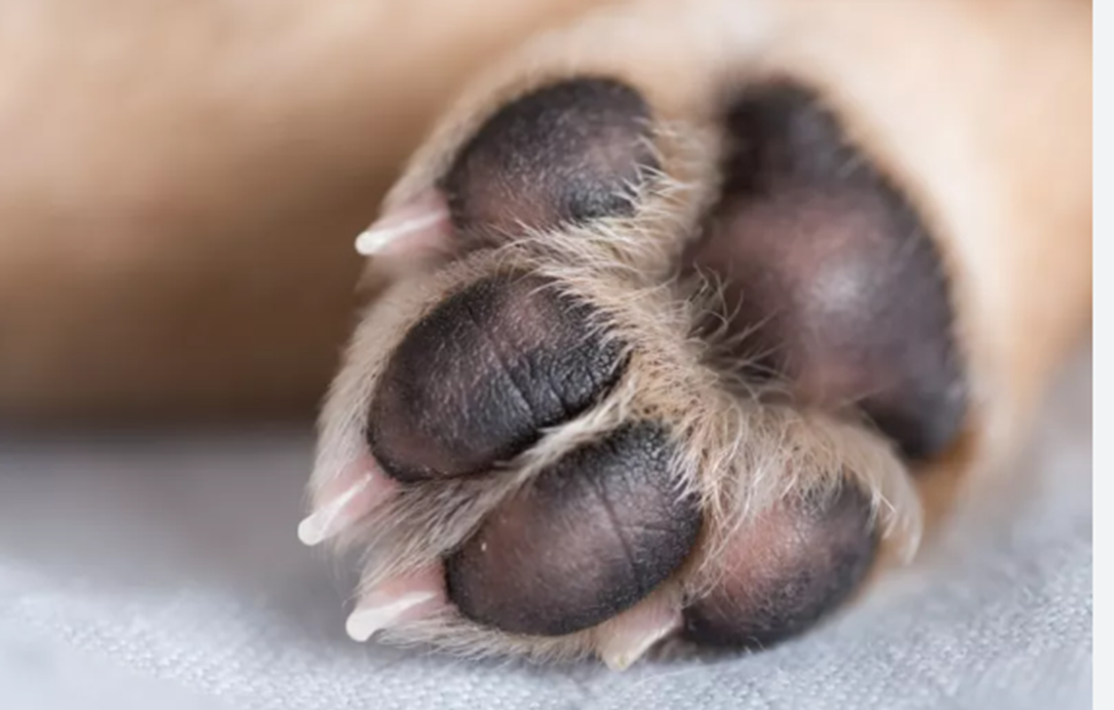 Πεντέλη: Τις τελευταίες ημέρες έχουν εντοπιστεί σημεία στον Δήμο όπου άγνωστοι έχουν ρίξει φόλες για ζώα