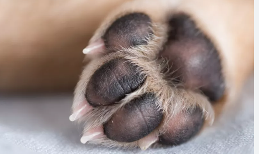 Πεντέλη: Τις τελευταίες ημέρες έχουν εντοπιστεί σημεία στον Δήμο όπου άγνωστοι έχουν ρίξει φόλες για ζώα