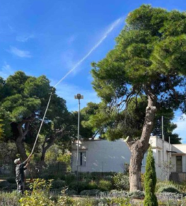 Σε εξέλιξη εργασίες ψεκασμού των πεύκων στον Δήμο Λυκόβρυσης-Πεύκης Σε εξέλιξη εργασίες ψεκασμού των πεύκων στον Δήμο Λυκόβρυσης-Πεύκης