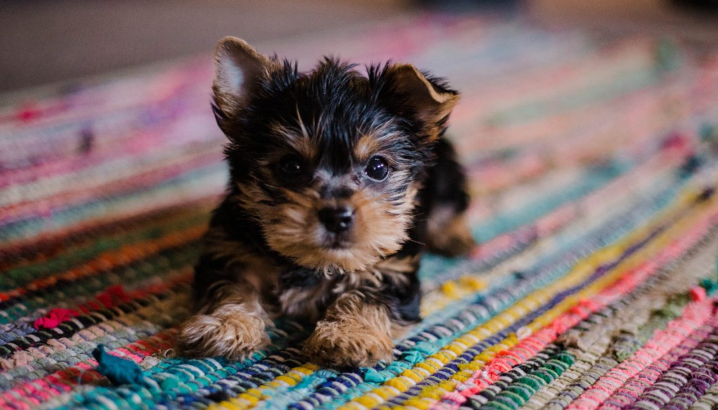 «4 Βασικές Αρχές» Βελτιώστε τη Συμπεριφορά του Σκύλου σας