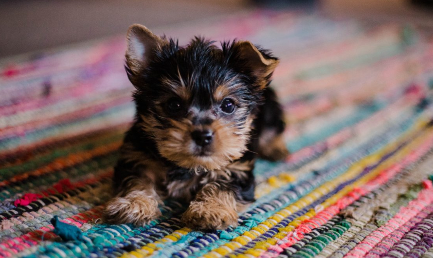 «4 Βασικές Αρχές» Βελτιώστε τη συμπεριφορά του σκύλου σας