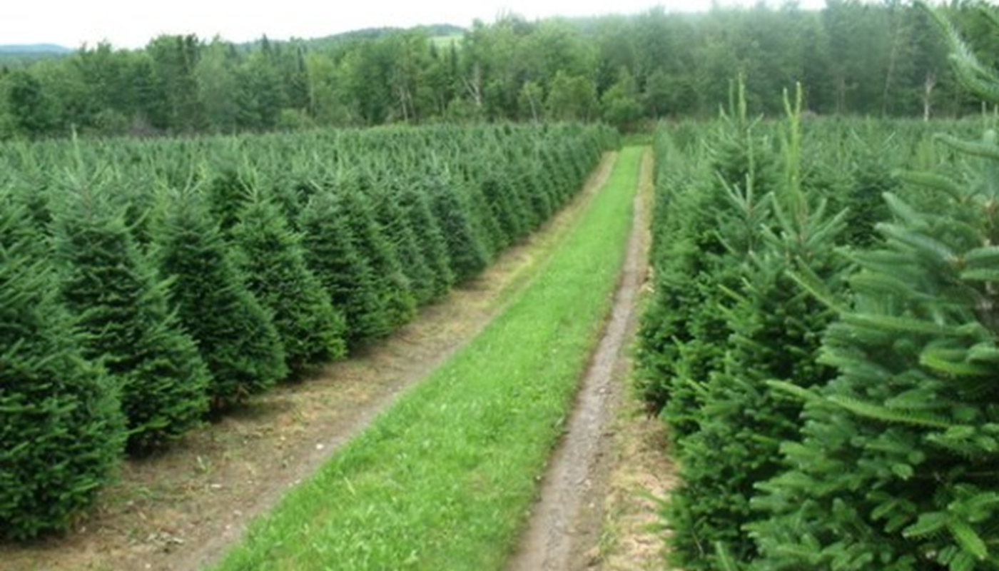 «Ο Ταξιάρχης Χαλκιδικής» Ο Πρωτοπόρος της Χριστουγεννιάτικης έναρξης στην Ελλάδα