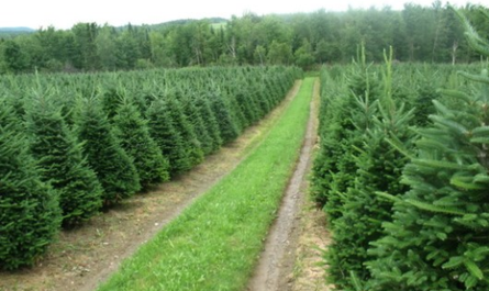 «Ο Ταξιάρχης Χαλκιδικής» Ο Πρωτοπόρος της Χριστουγεννιάτικης έναρξης στην Ελλάδα