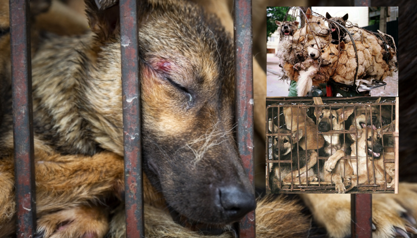 Νέα απαγόρευση στην Τζακάρτα για το κρέας σκύλων και γατών