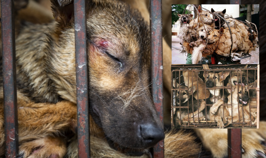 Νέα απαγόρευση στην Τζακάρτα για το κρέας σκύλων και γατών