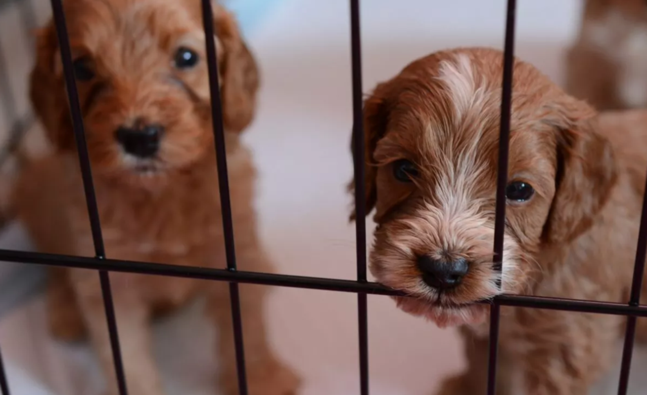 Φιλοθέη Ψυχικό: Ο Δήμος δημιουργεί Εθελοντικό Δίκτυο Φιλοζωίας στα σχολεία της περιοχής