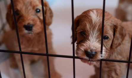 Φιλοθέη Ψυχικό: Ο Δήμος δημιουργεί Εθελοντικό Δίκτυο Φιλοζωίας στα σχολεία της περιοχής