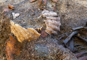 «Το αινιγματικό έθιμο των Βίκινγκ:» Μοναδική ανακάλυψη στη Νορβηγία μια γυναίκα με όστρακα στο στόμα «Το αινιγματικό έθιμο των Βίκινγκ:» Μοναδική ανακάλυψη στη Νορβηγία μια γυναίκα με όστρακα στο στόμα
