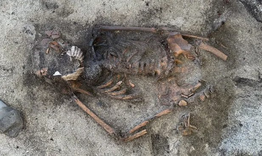 «Το αινιγματικό έθιμο των Βίκινγκ:» Μοναδική ανακάλυψη στη Νορβηγία  μια γυναίκα με όστρακα στο στόμα