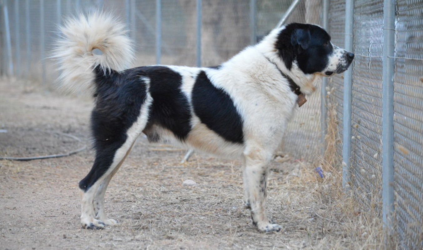 «Οι αμιγώς Ελληνικές φυλές σκύλων» Μια Άγνωστη Κληρονομιά
