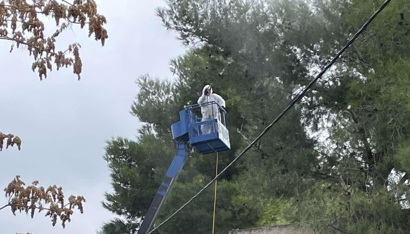Ψεκασμούς στα πεύκα στις αυλές των  σχολείων για την πρόληψη της εμφάνισης της κάμπιας