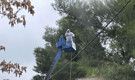 Ψεκασμούς στα πεύκα στις αυλές των  σχολείων για την πρόληψη της εμφάνισης της κάμπιας